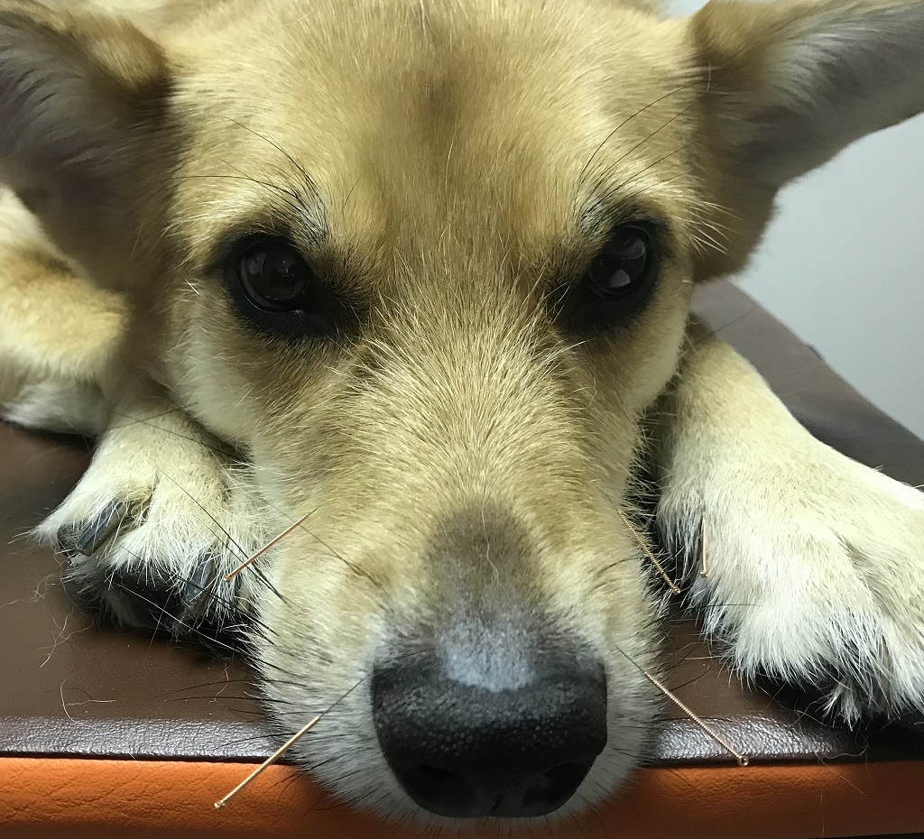Pies buldog z wbitymi w nos igłami akupunktury