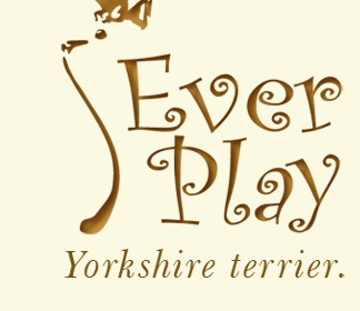 Ever Play - hodowla Yorkshire terrierw